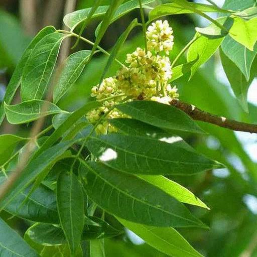Mahogany Plants — Browse 2 varieties